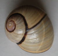 Polymita picta multifasciata,  (Torre, 1850)